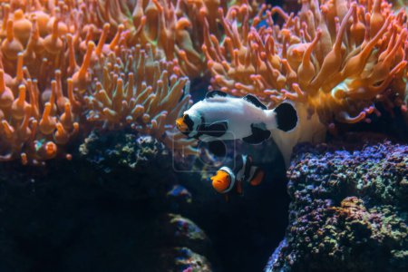 Erfrierung Ocellaris Clownfisch (Amphiprion ocellaris) - Aquarienfische