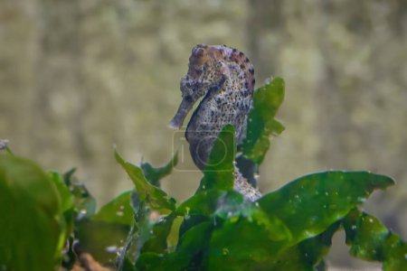 Slender Seahorse (Hippocampus reidi) or Longsnout Seahorse