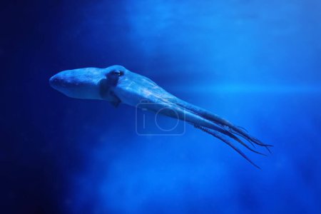 Photo for Common Octopus swimming (Octopus vulgaris) - Royalty Free Image