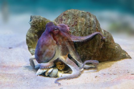 Gewöhnlicher Krake unter Wasser (Octopus vulgaris))