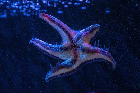 Photo for Cushion Star (Pentaceraster sp.) - Starfish - Royalty Free Image