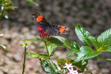 Téléchargez les photos : Beau facteur papillon (Heliconius melpomene) - en image libre de droit