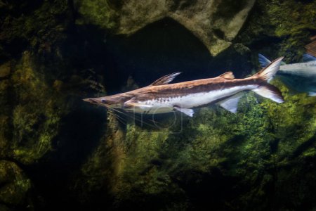 Photo for Sorubim lima catfish - Freshwater fish - Royalty Free Image