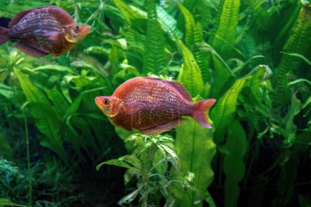 Foto de Pez arco iris rojo (Glossolepis incisus) - Peces de agua dulce - Imagen libre de derechos