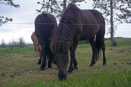 Dark horses on pasture eating grass