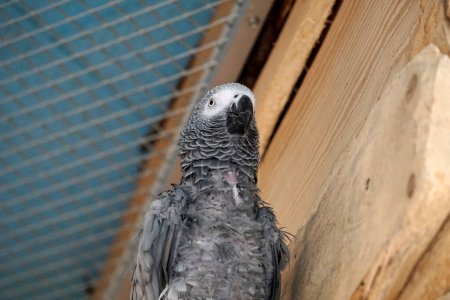 Photo for African grey parrot - view from below - Royalty Free Image