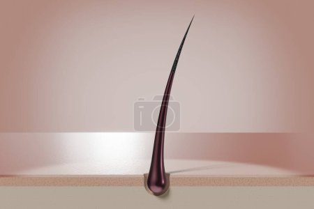 Folículo de cabello único - Ilustración 3D