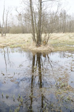 llanura de inundación en el prado en primavera - Bosque de Kampinos, Polonia