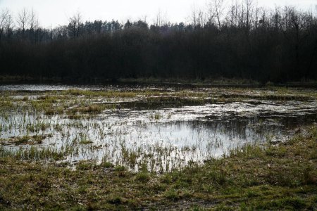 Flood plain on meadow in spring - Kampinos Forest, Poland