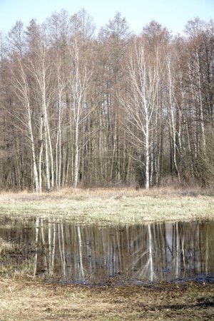 Aue auf der Wiese im Frühling - Kampinos Wald, Polen
