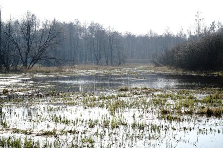 Plaine inondable sur prairie au printemps - Forêt de Kampinos, Pologne