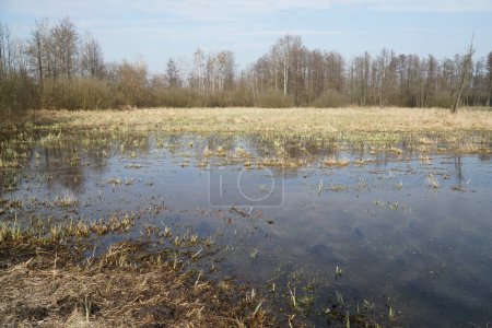 llanura de inundación en el prado en primavera - Bosque de Kampinos, Polonia