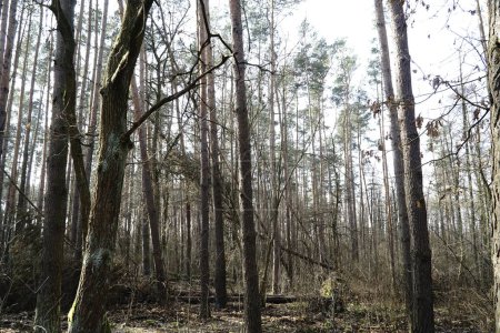 Bosque de Kampinos en primavera, Polonia