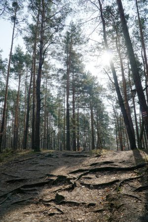 Kampinos Forest in spring, Poland