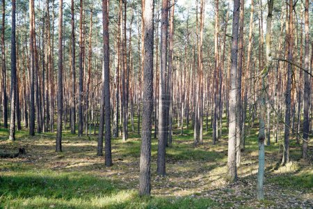 Kampinos Forest in spring, Poland