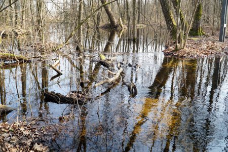 Swamp in Kampinos Forest, Poland