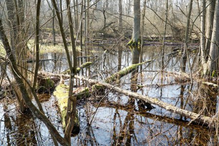 Swamp in Kampinos Forest, Poland