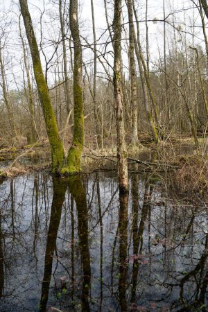 Pantano en el bosque de Kampinos, Polonia