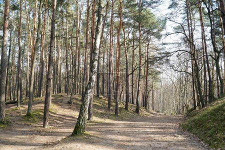 Sentier pédestre dans la forêt de Kampios, Pologne