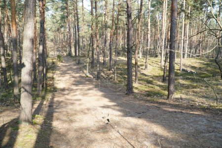 Footpath in Kampinos Forest, Poland