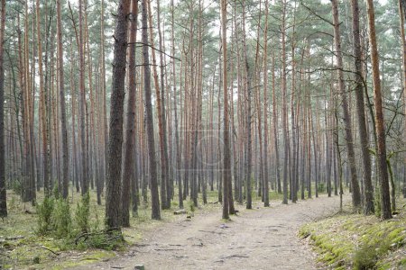 Fußweg im Wald von Kampios, Polen