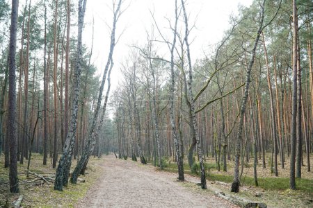 Sentier pédestre dans la forêt de Kampios, Pologne
