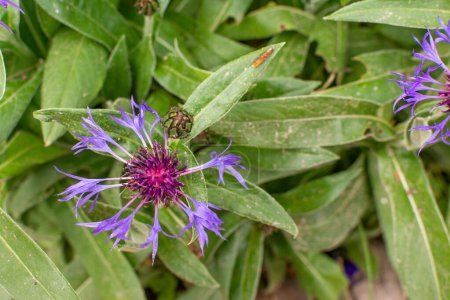 Flower and bud of mountain bluet