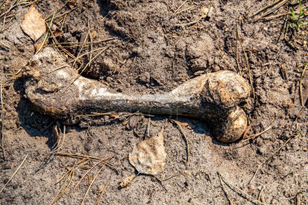 Foto de El hueso de la pierna de un gran animal fósil yace en el suelo. Matanza de ganado. Caza de un animal depredador del bosque. Restos de un animal. Un esqueleto fósil. El proceso de la carne en descomposición. - Imagen libre de derechos