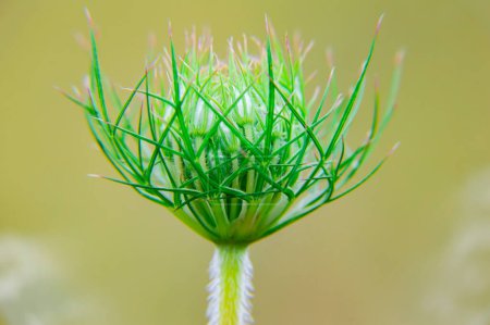 Photo for Closeup of the opening flower bud of the Heracleum plant. Bud of hogweed flowers. Weed plant. Field wild Heracleum. Meadow vegetation. Macro photography. Biology. The beauty. - Royalty Free Image