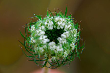 Photo for Closeup of the opening flower bud of the Heracleum plant. Bud of hogweed flowers. Weed plant. Field wild Heracleum. Meadow vegetation. Macro photography. Biology. The beauty. - Royalty Free Image
