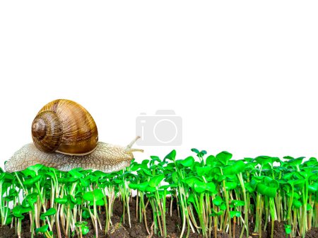 Photo for Snail Helix pomatia Linnaeus on green plant leaves. Snail grape or garden. Crawling clam. Mollusk animal. Isolate on white background. Helix pomatia. Spring shoots of plants on the farm. - Royalty Free Image