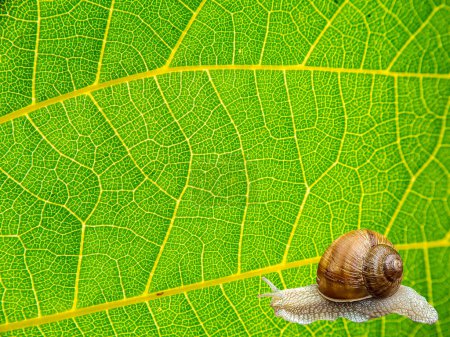 Photo for Snail Helix pomatia Linnaeus on a green leaf of a plant. Snail grape or garden. Crawling clam. Mollusk animal. Helix pomatia. Green vine leaf. Animals in the wild. background image. Template for text. - Royalty Free Image