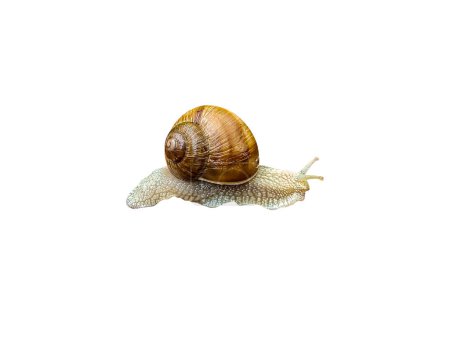 Photo for Snail Helix pomatia Linnaeus isolated on white background. Snail grape or garden. Crawling clam. Mollusk animal. Isolate on white background. Helix pomatia. - Royalty Free Image