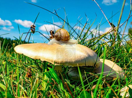 Photo for Snail Helix pomatia Linnaeus on champignon mushroom. Snail grape or garden. Crawling clam. Mollusk animal. Helix pomatia. Blue sky with white clouds. Animals in the wild. Green grass. - Royalty Free Image