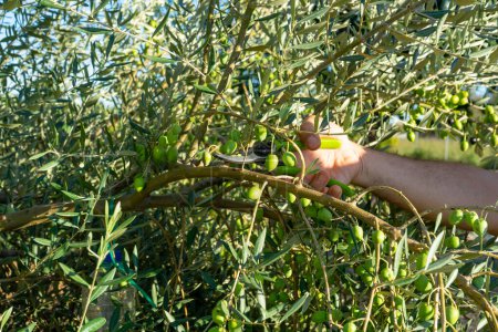 Photo for Hands holding pruning shears and cutting olive tree branch in spring. Traditional seasonal pruning - Royalty Free Image