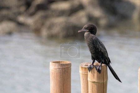 Pequeño Cormorán (Microcarbo niger) posado en el poste de bambú en el agua. Copiar espacio fondo de pantalla.