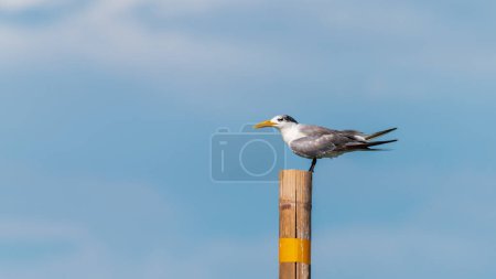 Great Crested Tern (Thalasseus bergii) perching on wooden pole in the sea. Copy space wallpaper with blue sky and clouds.