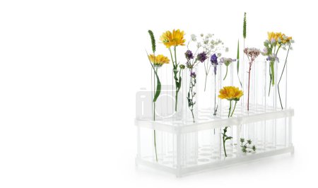 Téléchargez les photos : Concept de recherche en biologie, éprouvettes et fleurs isolées sur fond blanc - en image libre de droit