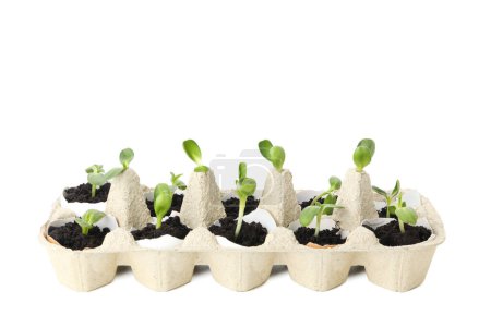 Téléchargez les photos : Plantes en croissance dans une boîte à œufs, isolées sur fond blanc - en image libre de droit