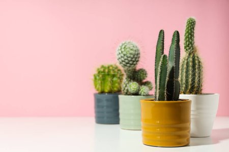 Téléchargez les photos : Agréable passe-temps maison de culture ou plantes d'intérieur - cactus - en image libre de droit