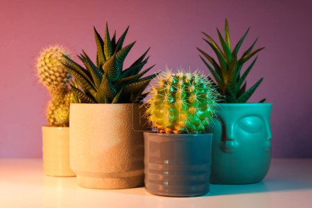 Téléchargez les photos : Agréable passe-temps maison de culture ou plantes d'intérieur - cactus - en image libre de droit