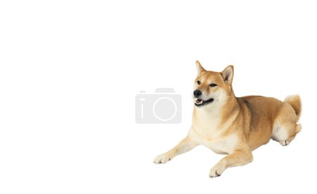 Ein lustiger Hund isoliert auf weißem Hintergrund, PNG