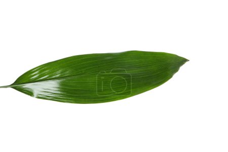 Photo for Leaf isolated on white background, summer and nature concept, PNG - Royalty Free Image
