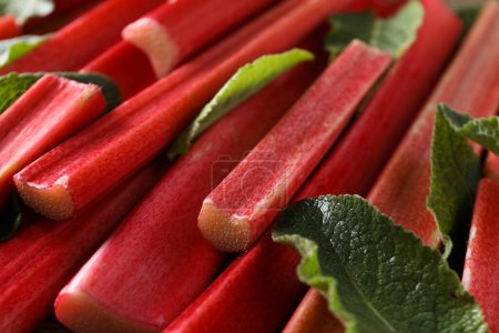 Photo for Rhubarb stem and mint leaves, close up - Royalty Free Image
