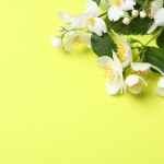 Jasmine branches on yellow background, space for text