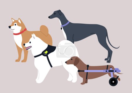 Illustration for A group of four dogs, a Shiba inu, a Samoyed, a Greyhound, and a sausage dog with moving disability using a wheelchair support - Royalty Free Image