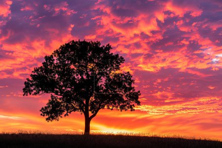 A single tree stands bold against a sky ablaze with sunset colors