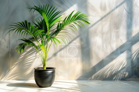 An indoor palm plant casting a striking shadow on a textured wall