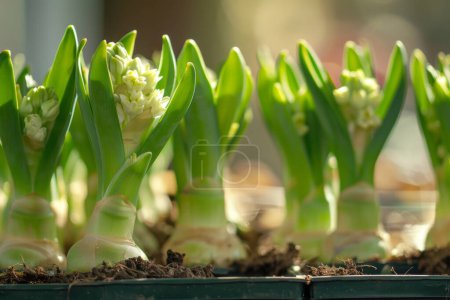 Young hyacinth plants emerging from bulbs, basking in sunlight
