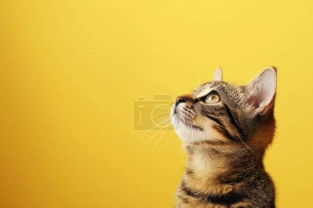 A tabby cat with striking features looks up, yellow backdrop